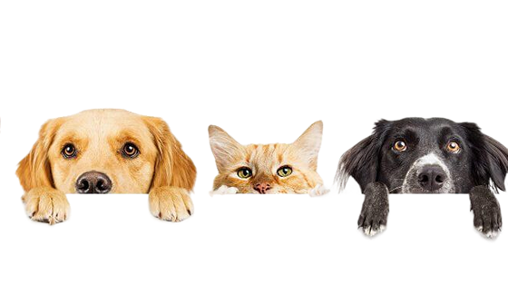 Pets